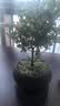 八芽 小叶赤楠盆景摆件室内绿植花卉盆栽老桩客厅办公室桌面好养植物 （【热销款】舍得紫砂盆赤楠+苔藓+底座） 实拍图
