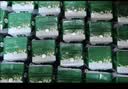 伊利金典双限定娟姗纯牛奶锡林郭勒250ml*12礼盒装3.8g蛋白质 实拍图