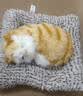 亦趣仿真猫玩偶会叫小猫咪毛绒玩具摆件可爱猫咪公仔女孩儿童生日礼物 会叫橘花猫咪+毛绒垫子 实拍图
