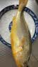 海名威 冷冻黄花鱼700g/2条装 宁德大黄鱼 海鱼 生鲜鱼类 海鲜水产 实拍图