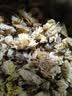 西湖牌茶叶花草茶特级杭白菊可搭配柠檬片组合花茶菊花茶120g袋 实拍图