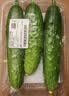 【水果菜】东北旱黄瓜约550g 实拍图