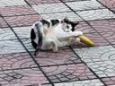 萌爪乐猫玩具猫咪逗猫棒猫薄荷磨牙棒自嗨解闷神器磨牙猫猫小猫幼猫宠物 实拍图