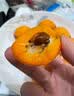 优味集【现货-顺丰JD】枇杷鲜果云南蒙自枇杷新鲜水果琵琶止咳时令生鲜 净重500g（严选优果18-30g） 实拍图