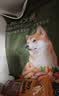 京东京造狗粮老年犬中大型高鲜肉鲜蒸7岁+抗初老护关节易消化狗粮2kg 实拍图