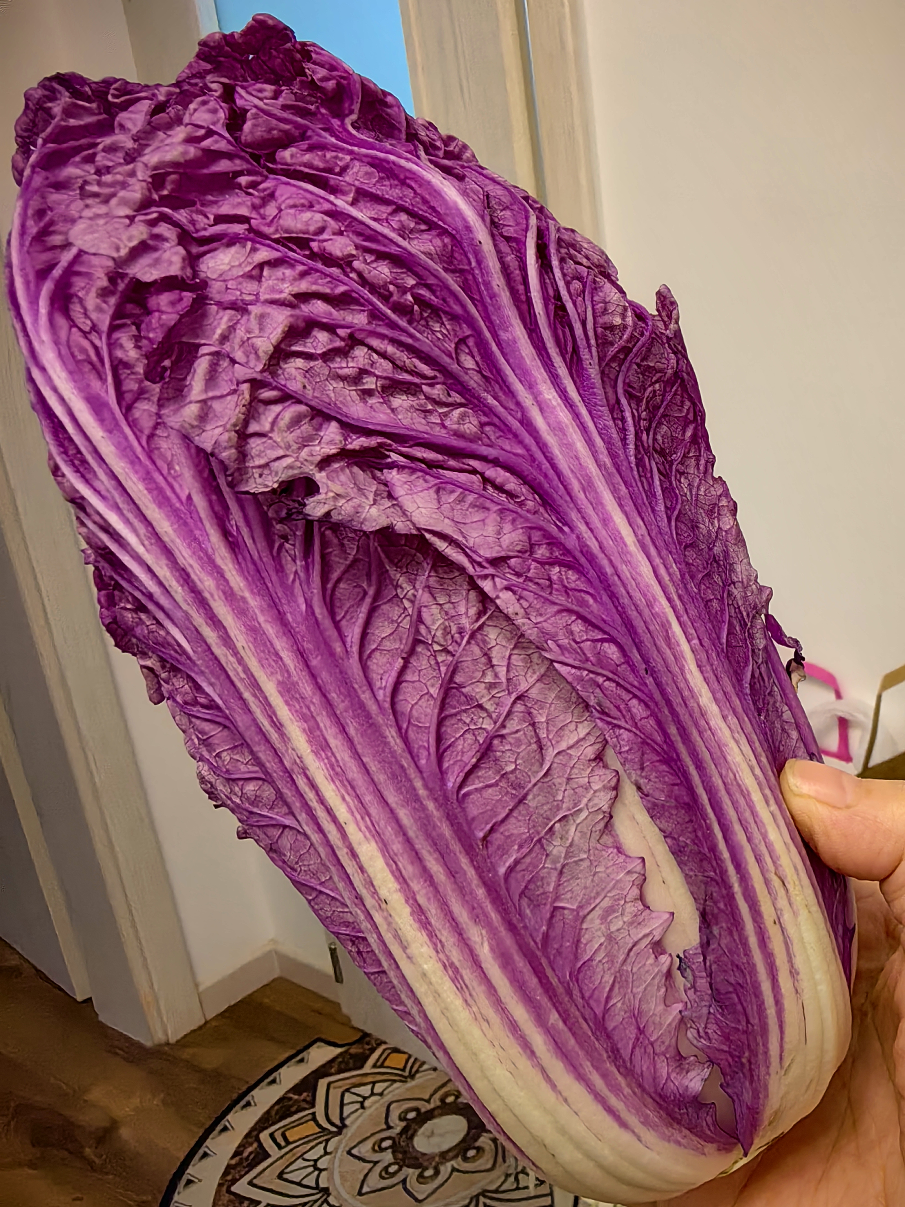 紫罗兰紫色大白菜紫白菜花青素紫包心菜山东直发凉拌沙拉生吃生鲜 【精品甄选】1斤净重 实拍图