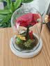RoseBox生日礼物永生花小王子玫瑰花结婚纪念日新婚送女朋友新娘高级实用 实拍图