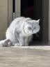 LEGENDSANDY蓝氏全价猫粮成猫幼猫生骨肉冻干粮 猎鸟乳鸽500g 实拍图