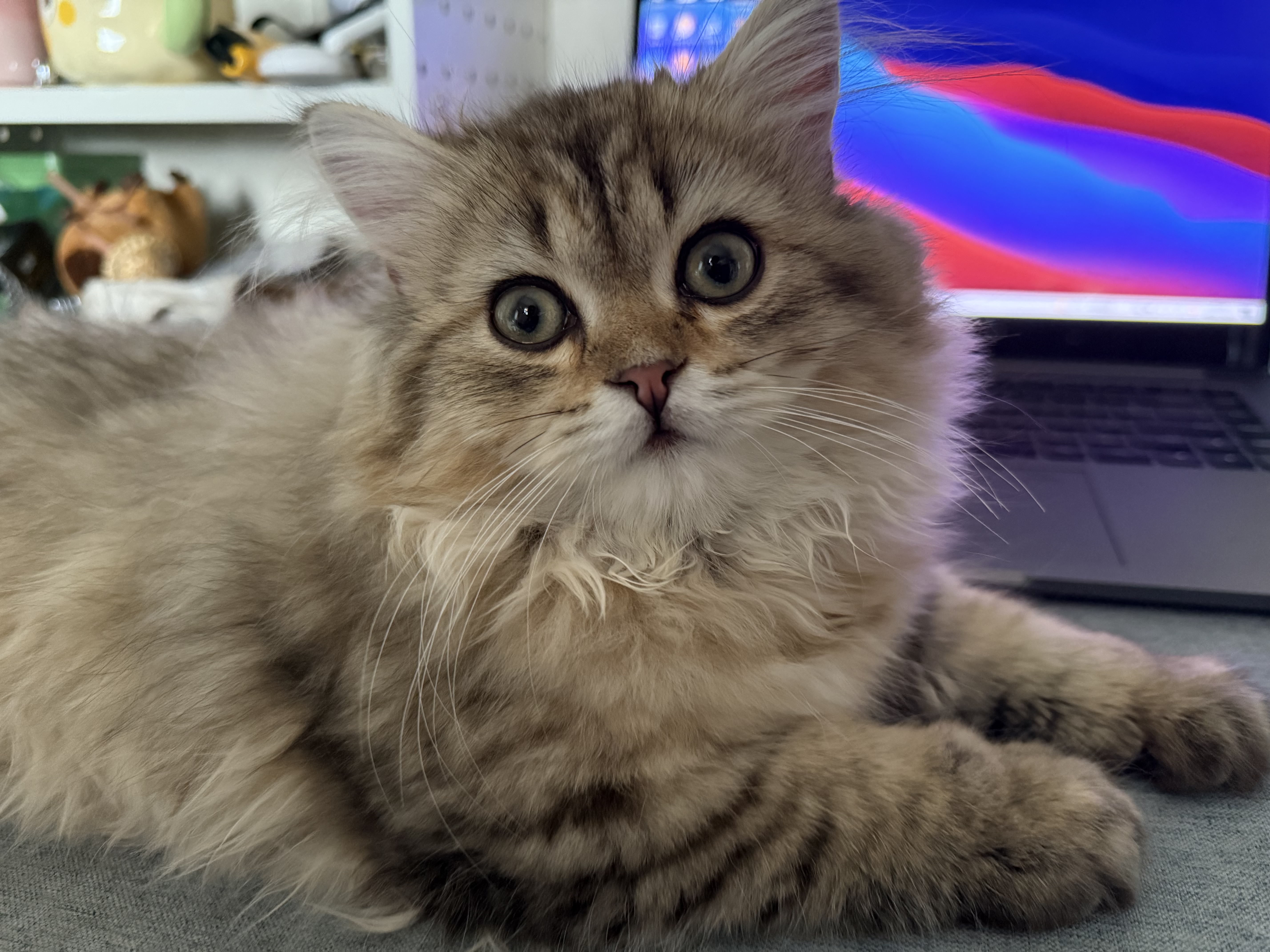 LEGENDSANDY蓝氏猫零食冻干猫咪成猫幼猫猫草棒化毛球排吐毛球鸡肉三文鱼60g 实拍图