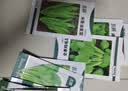 北蔬 大叶菠菜种子苗秋冬四季播种蔬菜种籽 寒雄1号大叶菠菜种子200g 实拍图