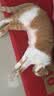 皇家猫粮 成猫猫粮 户外成猫 O30 通用粮 12月以上 4KG 实拍图