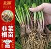 北蔬山东寿光独根红韭菜根苗紫根老品种 紫根韭菜根300棵源头直发包邮 实拍图