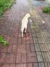 海洋之星 三文鱼中小型犬狗粮成犬粮天然无谷粮小颗粒6kg 实拍图