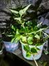 丁香花树苗浓香型四季开花植物南北方室内外庭院盆栽花卉大全耐寒 12年苗两颗-种48天开花/多彩丁香 实拍图