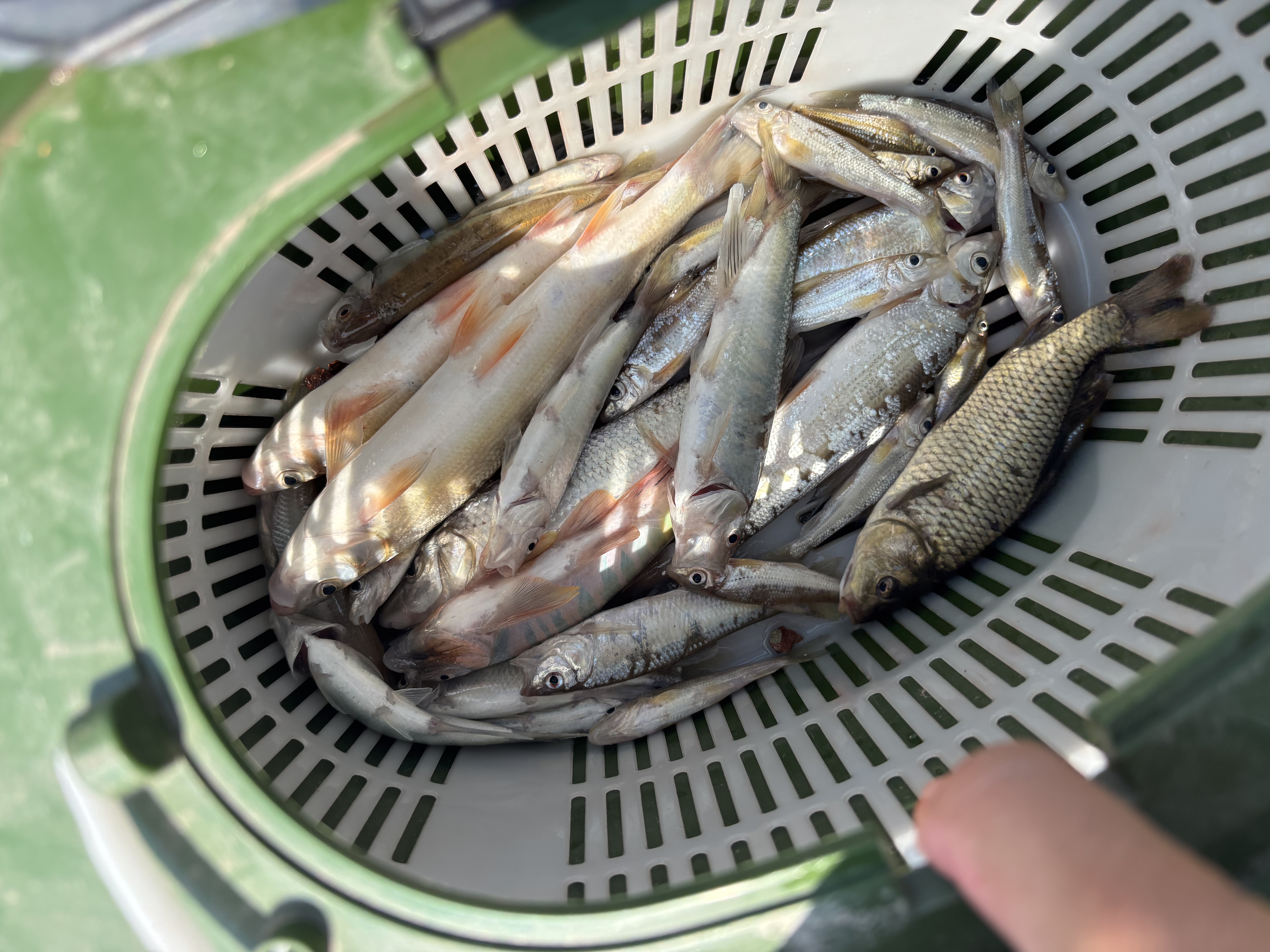 光威光威夕雾小溪手竿小物竿垂钓鲫鱼竿短节溪流竿鱼竿 3.6m 夕雾小溪 实拍图
