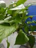 京东绿植绿萝盆栽除甲醛花卉绿植办公室新房净化空气 120款10盆源头直发 实拍图