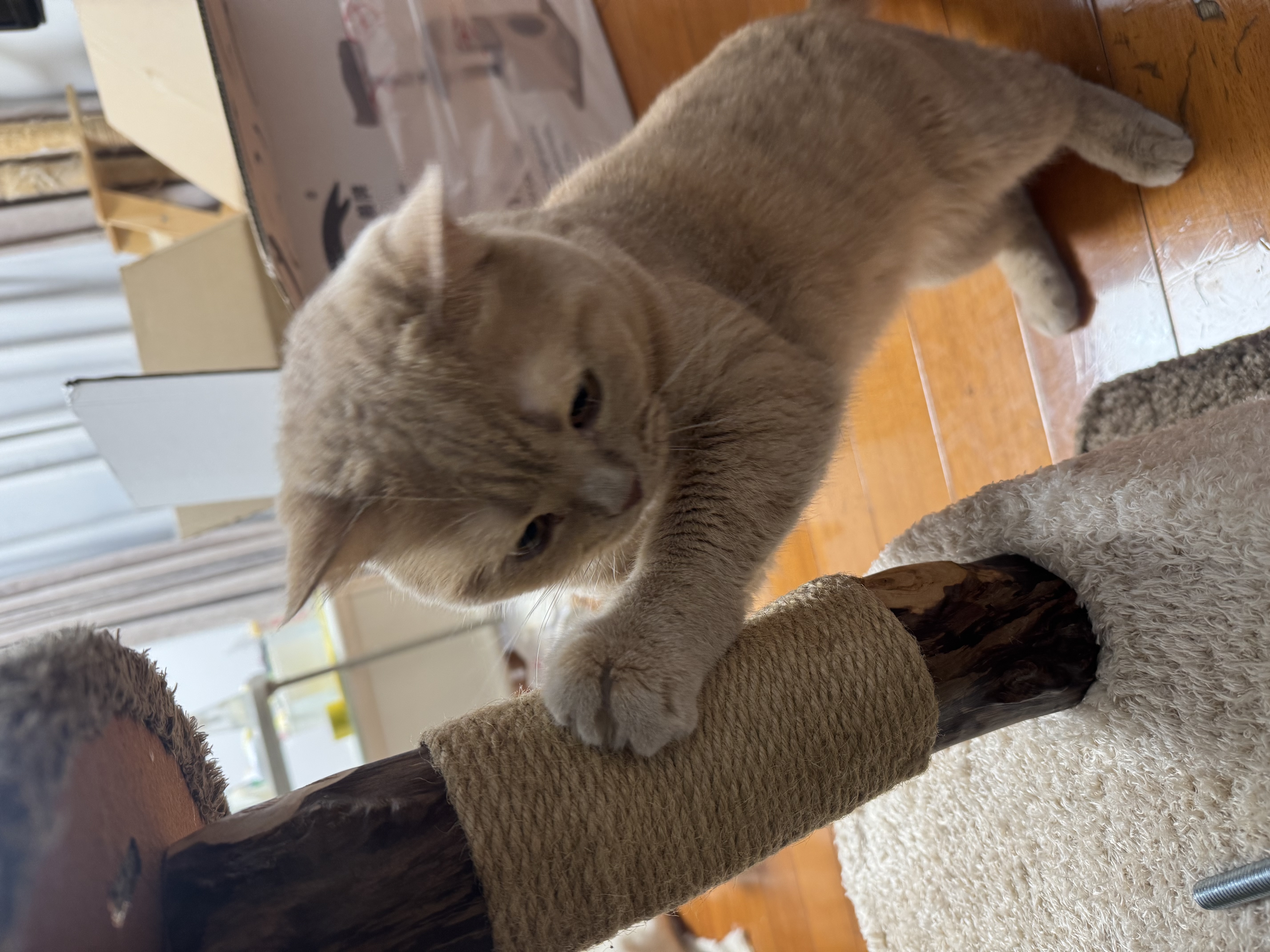 兽牌树屋猫爬架猫树猫窝一体小户型不占地豪华猫屋实木柱大猫冬季保暖 小树屋经典色 实拍图