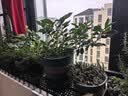 长万家阳台花架挂式多肉花盆架置物架悬挂式挂钩绿植架栏杆护栏挂架花盆 150*25*12cm【加厚加粗】升级承重 实拍图