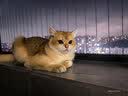 皇家猫粮 幼猫猫粮 幼猫奶糕 K36 通用粮 4-12月 2KG【宠物金选】 实拍图