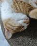 玫斯（metz）猫粮无谷天然猫粮成猫幼猫全阶段鲜肉孕猫全价奶糕猫粮 玫斯无谷鲜肉全猫粮10KG 实拍图