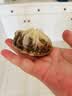 安井紫米三丁纸皮烧麦 200g*4 共16个糯米烧麦 微波炉营养早餐速食 实拍图
