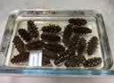 獐子岛 大连淡干海参300g 91-120头 底播辽刺参 海鲜水产干货送礼礼盒 实拍图