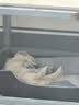 licheers猫狗窝四季小型犬宠物猫咪睡垫秋冬季舒适泰迪中大型犬狗垫子 S号 实拍图