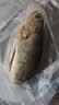 三都港 冷冻黄花鱼700g/2条装 新鲜大黄鱼 深海鱼 生鲜 鱼类 海鲜水产 实拍图