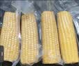 北纬47度水果玉米4斤(约220g*10根) 开袋即食玉米棒真空包装 代餐低脂低GI 实拍图