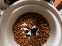 皇家（ROYAL CANIN）幼猫肠道处方猫粮GIK35健康成长消化支持肠胃调理1-4月配方粮1KG 实拍图
