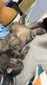 憨仕猫砂奶香豆腐猫砂膨润土混合猫砂抑菌除臭不粘底吸水混合型猫沙子 4.8斤【绿茶】7：3配比混合砂 单包【新品推荐】 实拍图