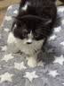 HELLOJOY狗垫子狗窝冬季保暖猫垫子宠物冬加厚猫窝睡觉用毛毯猫咪狗狗睡垫 实拍图
