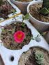 裕轩堂花盆陶瓷梅兰创意特大号简约绿萝吊兰阳台室内多肉托盆家用带托盘 82088-荷叶 中等直径14厘米左右 实拍图