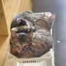 网易严选全价猫粮4.0成幼猫三文鱼亮毛养胃深海鱼虾1.8kg*4袋【宠物金选】 实拍图