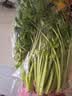 【火锅季】七鲜24小时富硒香芹苗 250g(长度≤40cm) 实拍图