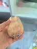 【荷塘月色】当季现挖新鲜脆藕500g 实拍图