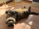 囧宝猫砂豆腐猫砂京东自营送货上门强效除臭猫咪猫砂宠物除臭4.6斤 实拍图