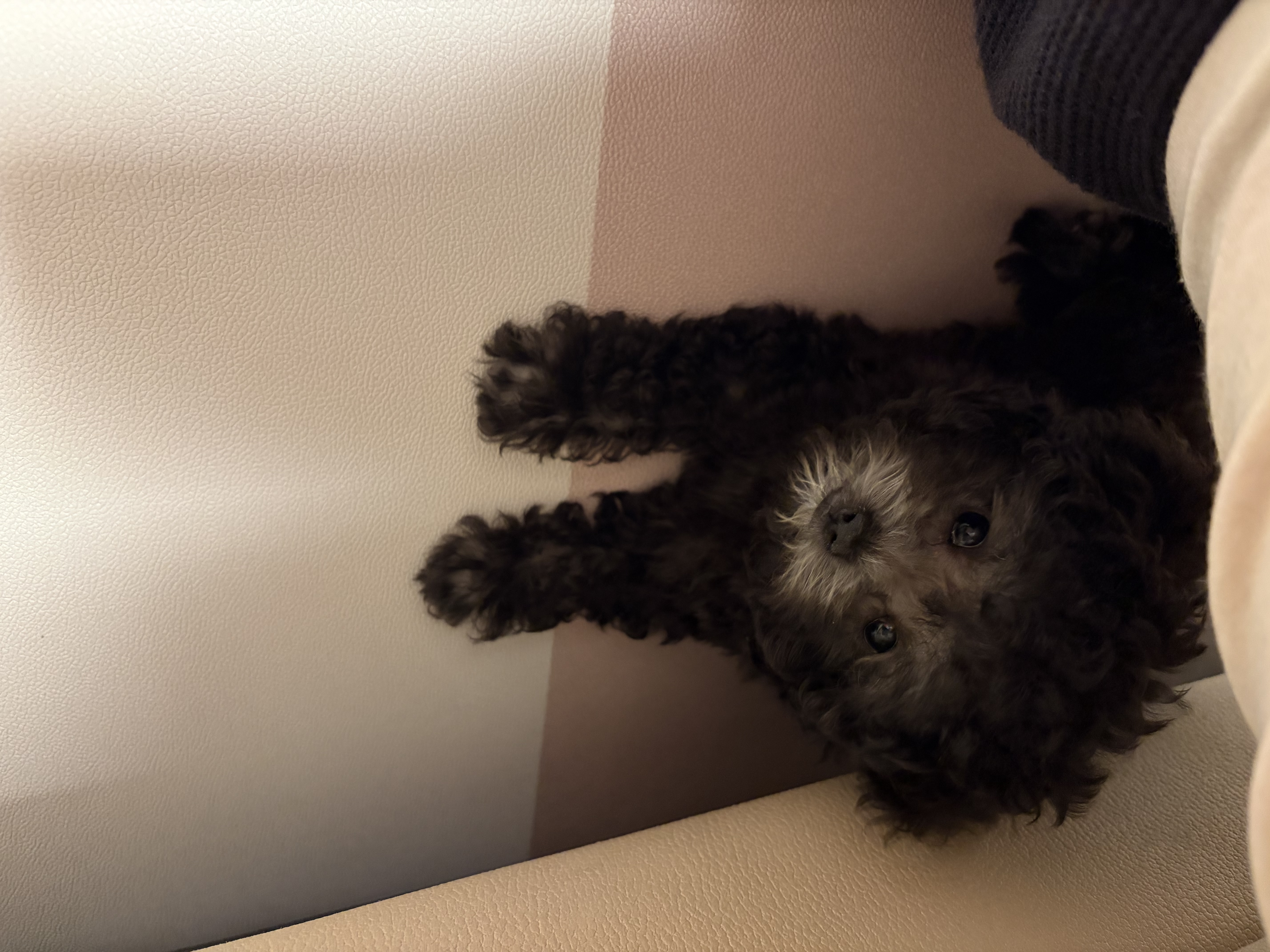 愛肯拿（ACANA）狗粮 幼犬小型犬 全价小颗粒无谷鸡肉高蛋白进口犬粮2kg效期27/6 实拍图