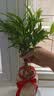 花行榜驱蚊竹柏水培驱蚊植物盆栽办公室桌面花卉水养办公室绿植源头直发 实拍图