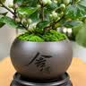 花翁小盼菩提盆栽带果盆景室内办公茶几桌面摆件中式禅意绿植源头直发 实拍图