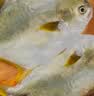 翔泰海南深海金鲳鱼700g  2条火锅生鲜鱼类BAP认证 中秋佳节海鲜水产 实拍图