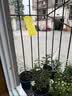 加品惠粘虫板黄板诱虫板50张10*20cm双面苍蝇贴果蝇飞蛾小飞虫诱捕 实拍图
