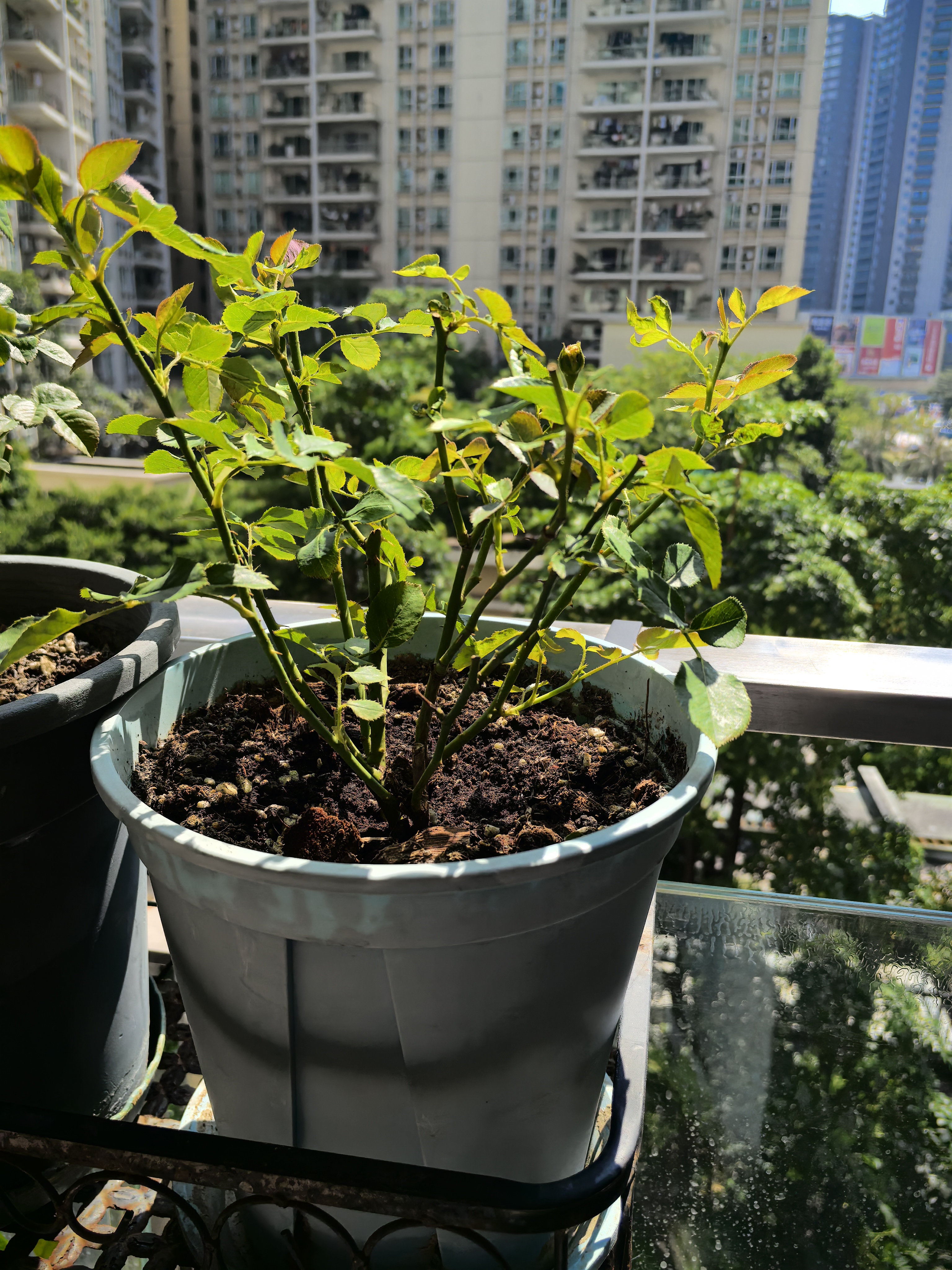 果汁阳台月季花苗四季开花卉盆栽绿植物室内花易活玫瑰带花苞庭院 果汁阳台【大花浓香，月月开分枝多】 【带花苞】【盆口径15cm】原盆冠25高35 实拍图