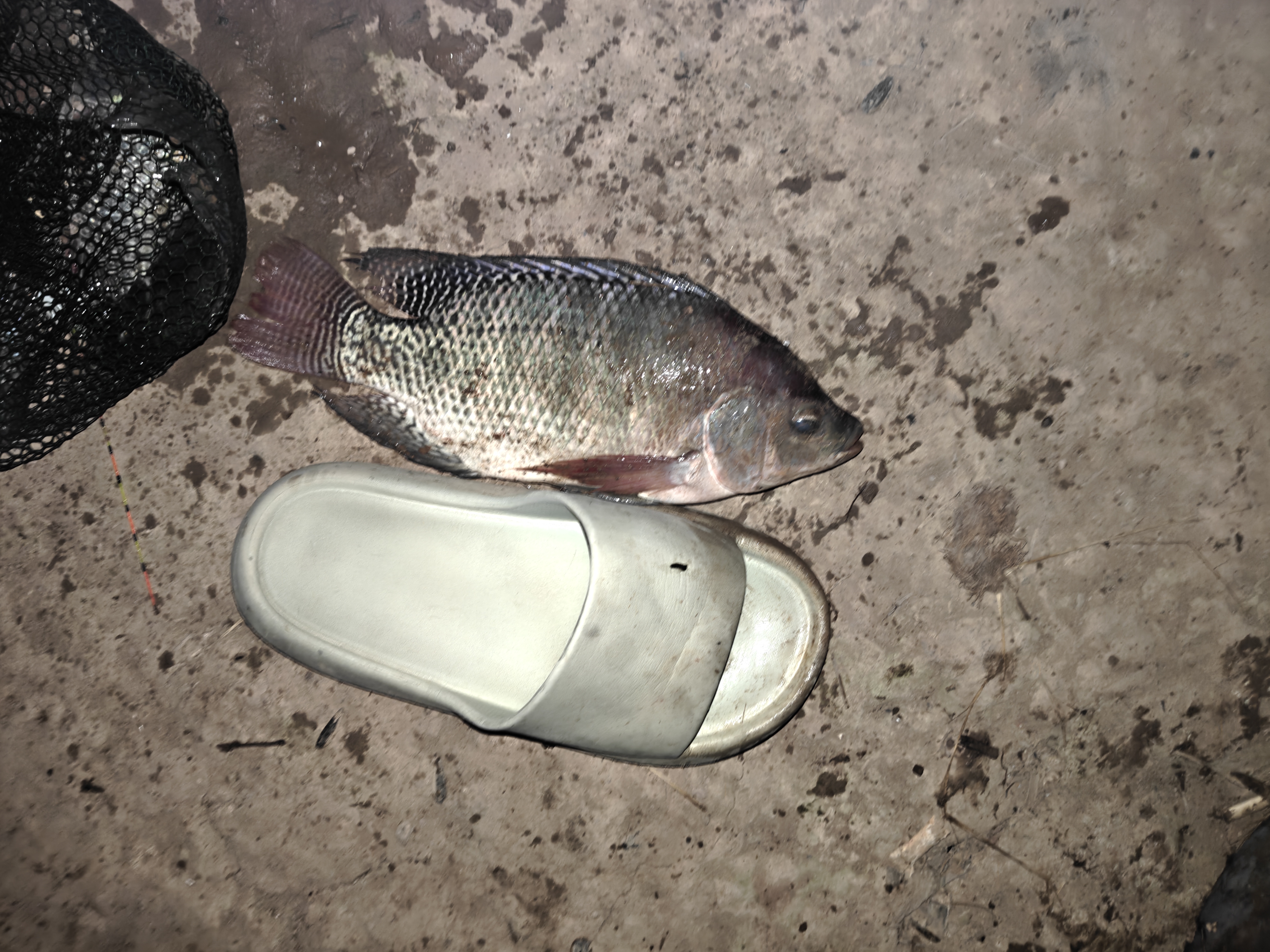 西部风老坛甜薯玉米窝料野钓鲫鲤草青鱼打窝钓鱼饵料发酵底窝料 老坛甜薯玉米800g 实拍图