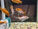 茨格曼鱼缸过滤棉专用过滤器白棉高密度加厚净化海绵水族箱生化过滤材料 实拍图