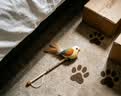 贵为（GiGwi）仿真发声小鸟逗猫玩具小猫咪幼猫自嗨解闷神器逗猫棒 实拍图