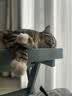 伟嘉成猫猫粮 夹心粮10kg牛肉味全价猫粮 实拍图