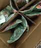 立白健康除菌天然洗衣液12斤手洗机洗15分钟快洗留香除螨抑菌祛味去渍 实拍图