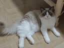 好主人猫条猫咪零食 喵舔酱火腿肠猫罐头白肉汤罐成猫幼猫通用营养开胃 喵舔酱10g*40条 实拍图