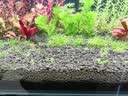 尼特利1号大师水草泥鱼缸专用水藻泥生态草缸底砂营养土8L/袋  实拍图